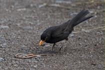 Amsel